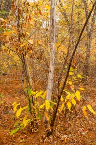 American Chestnut at WLCT's Finch Brook Preserve