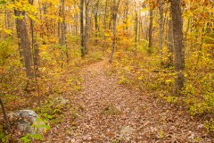 Finch Brook Preserve (trail)