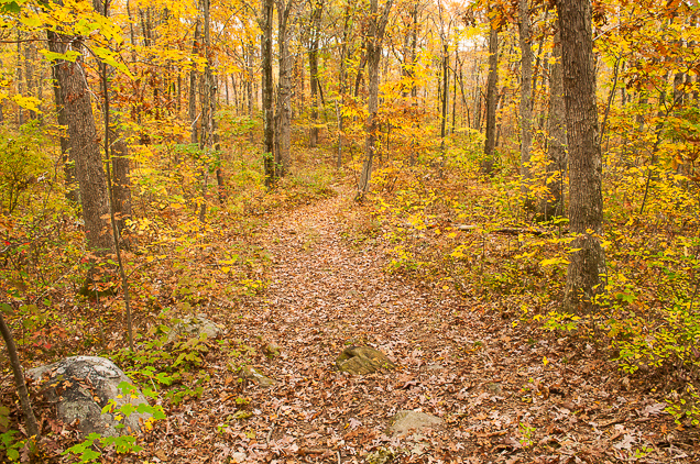 Finch Brook Preserve | Wolcott Land Conservation Trust