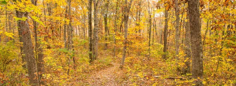 Finch Brook Preserve, Wolcott, Connecticut