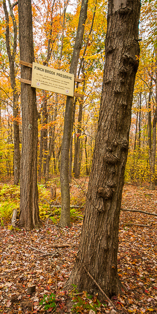Finch Brook Preserve