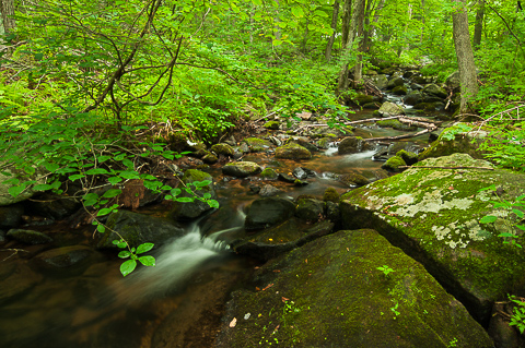 A Brook in the Forests of Wolcott, Connecticut